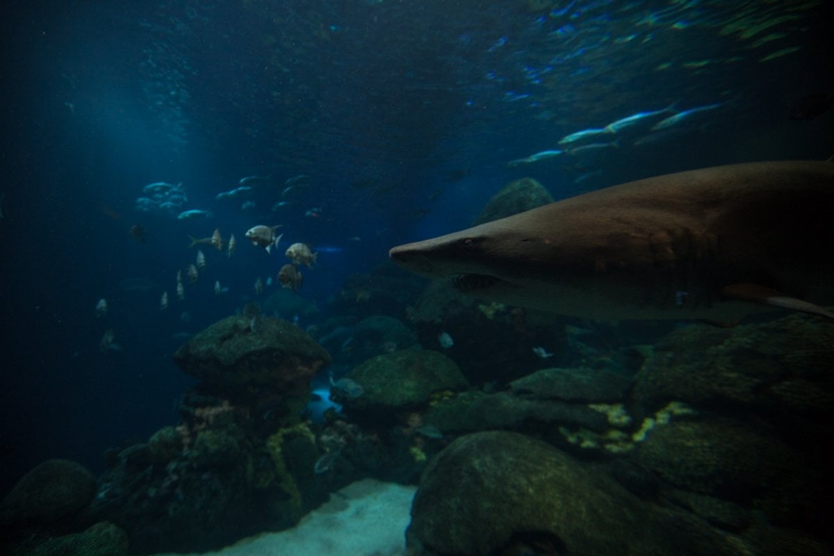 Tennessee Aquarium - Gallery Image 1